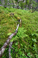 Tere stekelvaren; Northern Buckler-fern; Dryopteris expansa