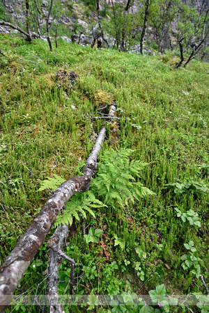 Tere stekelvaren; Northern Buckler-fern; Dryopteris expansa