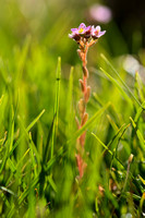 Hairy stonecrop; Sedum villosum