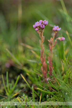 Hairy stonecrop; Sedum villosum