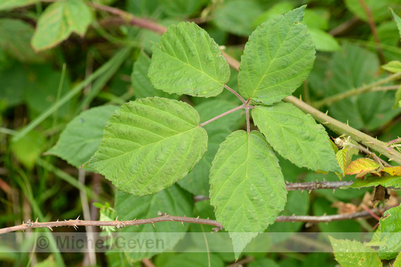 Bolle haarbraam; Largeleaf blackberry; Rubus macrophyllus