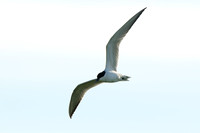 Lachstern; Gull-billed Tern; Gelochelidon nilotica