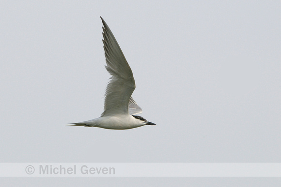 Lachstern; Gull-billed Tern; Gelochelidon nilotica