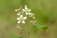 Bolle haarbraam; Largeleaf blackberry; Rubus macrophyllus