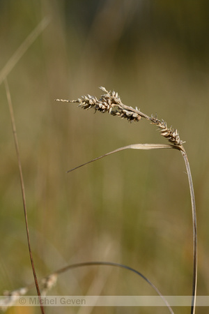 Kleine knotszegge; Hartmans Star; Carex hartmanii