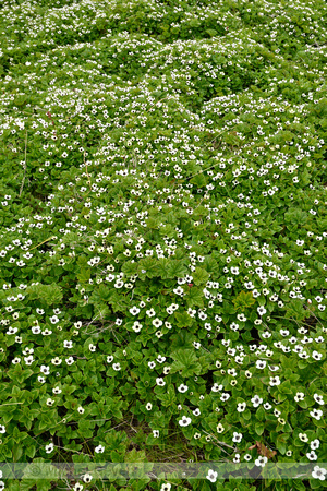 Zweedse Kornoelje; Darf Cornel; Cornus suecica