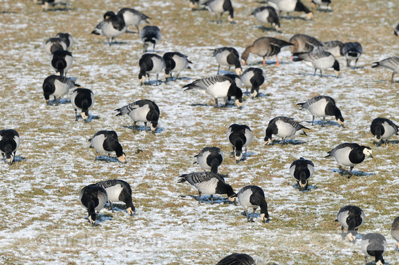 Brandgans; Barnacle Goose; Branta leucopsis