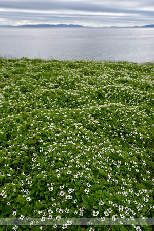 Zweedse Kornoelje; Darf Cornel; Cornus suecica