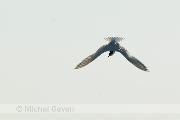 Lachstern; Gull-billed Tern; Gelochelidon nilotica