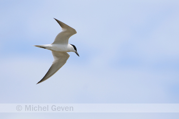 Lachstern; Gull-billed Tern; Gelochelidon nilotica