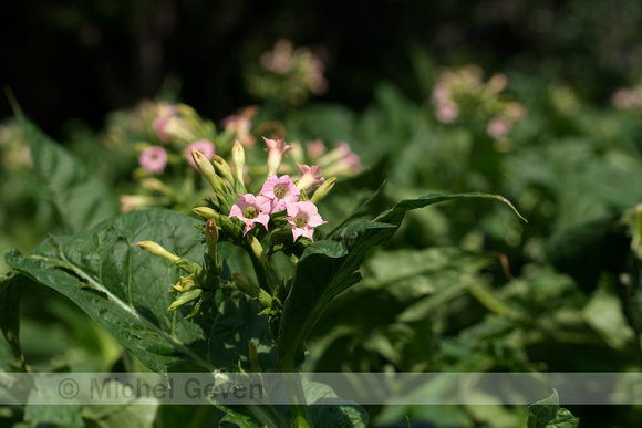 Gewone tabaksplant; Nicotiana tabacum; tobacco