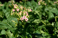 Gewone tabaksplant; Nicotiana tabacum; tobacco