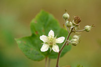 Bolle haarbraam - Largeleaf blackberry - Rubus macrophyllus