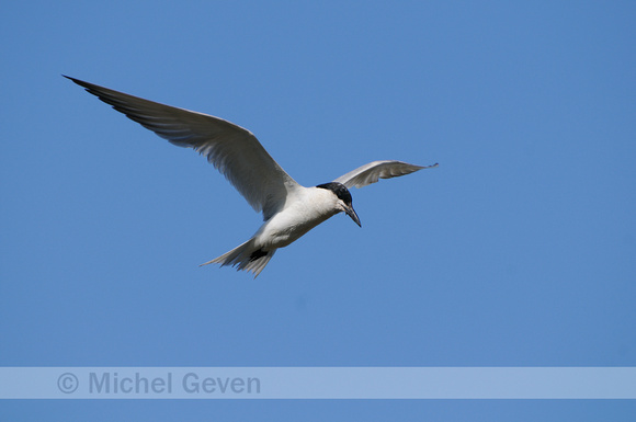 Lachstern; Gull-billed Tern; Gelochelidon nilotica