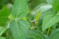 Glycine