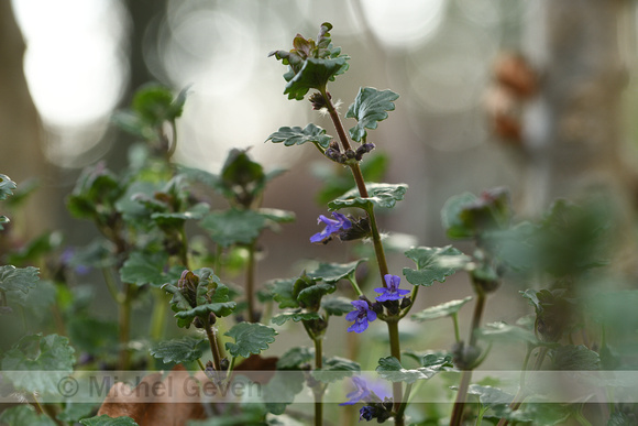 Hondsdraf; Ground-Ivy; Glechoma hederaceae