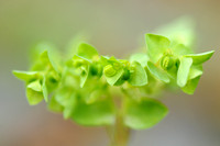 Tuinwolfsmelk - Petty Spurge -  Euphorbia peplus