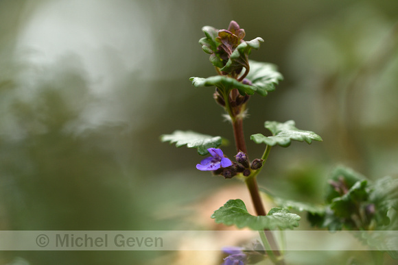 Hondsdraf; Ground-Ivy; Glechoma hederaceae