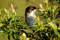 Kleine Zwartkop - Sardinian Warbler - Sylvia melanocephala
