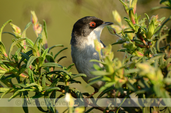 Kleine Zwartkop; Sardinian Warbler; Sylvia melanocephala