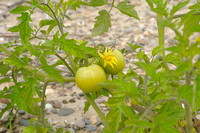 Tomaat - Tomato - Lycopersicon esculentum