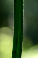 Gewimperde zegge - Hairy sedge - Carex pilosa