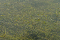 Tenger fonteinkruid; Lesser pondweed; Potamogeton pusillus