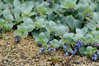 Mertensia; Oyster Plant; Mertensia maritima