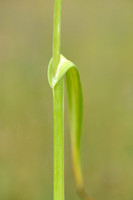 Slangenlook; Sand Leek; Allium scorodoprasum