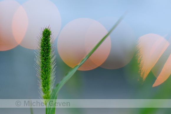 Groene naaldaar; Green foxtail; Setaria viridis;