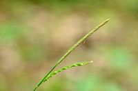 Slanke Zegge - Thin-spiked Wood-sedge - Carex strigosa