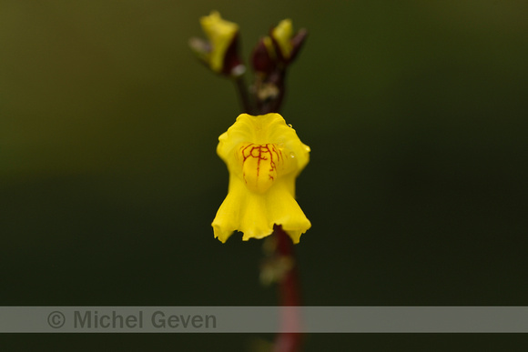 Groot blaasjeskruid; Greater bladderwort; Utricularia vulgaris