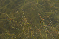 Tenger fonteinkruid; Lesser pondweed; Potamogeton pusillus