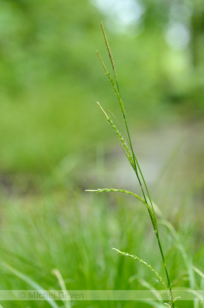 Slanke Zegge; Thin-spiked Wood-sedge; Carex strigosa