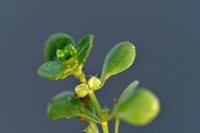 Gewoon sterrenkroos - Various-leaved Water-starwort - Callitriche platycarpa