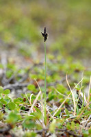 Close-headed Alpine-sedge; Carex norvegica