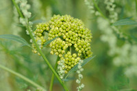 Hondspeterselie;Fool's parsley;Aethusa cynapium