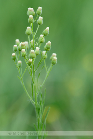 Gevlamde fijnstraal; Asthmaweed; Conyza bonariensis