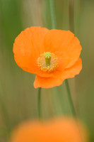 Donzige klaproos; Atlas poppy; Papaver atlanticum