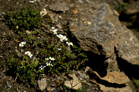 Alpine Rock-cress; Arabis alpina