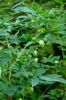 Pimpernoot - European Bladdernut - Staphylea pinnata