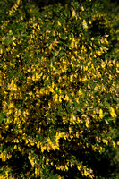 Hairybroom; Cytisus villosus