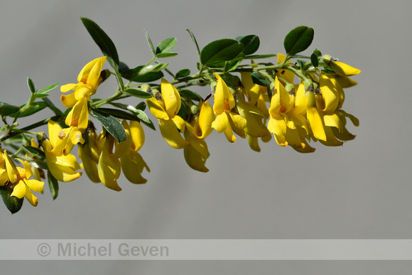 Hairybroom; Cytisus villosus