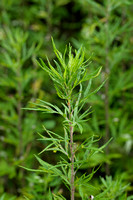 Herfstalsem - Chinese Mugwort - Artemisia verlotiorum