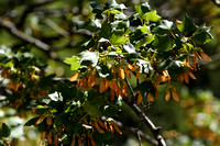 Montpellieresdoorn - Montpellier Maple - Acer monspessulanum