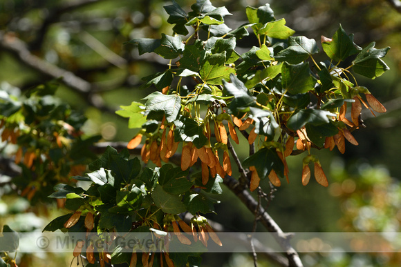 Montpellieresdoorn; Montpellier Maple; Acer monspessulanum