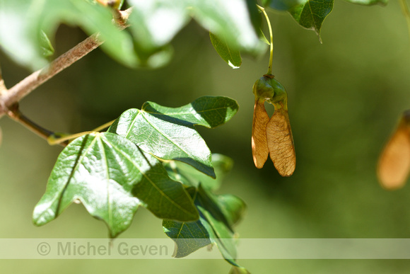 Montpellieresdoorn; Montpellier Maple; Acer monspessulanum