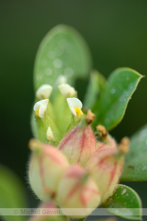 Tripodion tetraphyllum