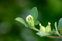 Tripodion tetraphyllum