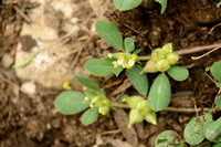 Tripodion tetraphyllum